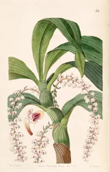 Eria polyura